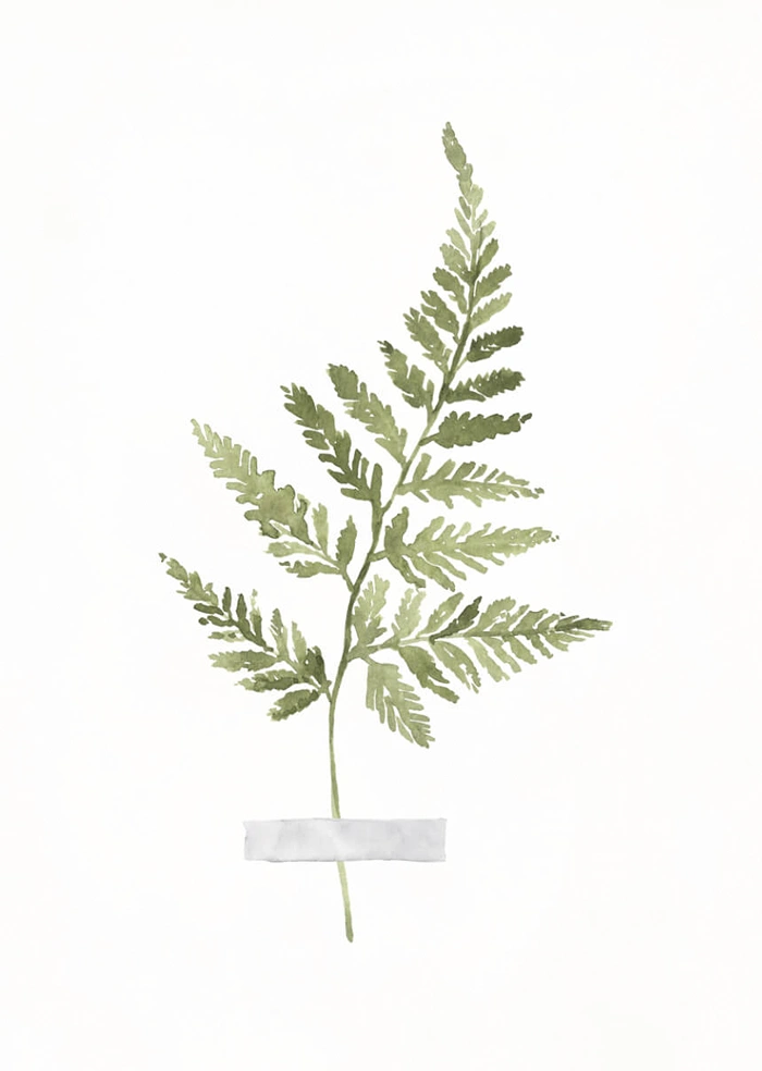 Fern
