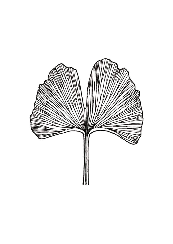 Japanischer Ginkgo