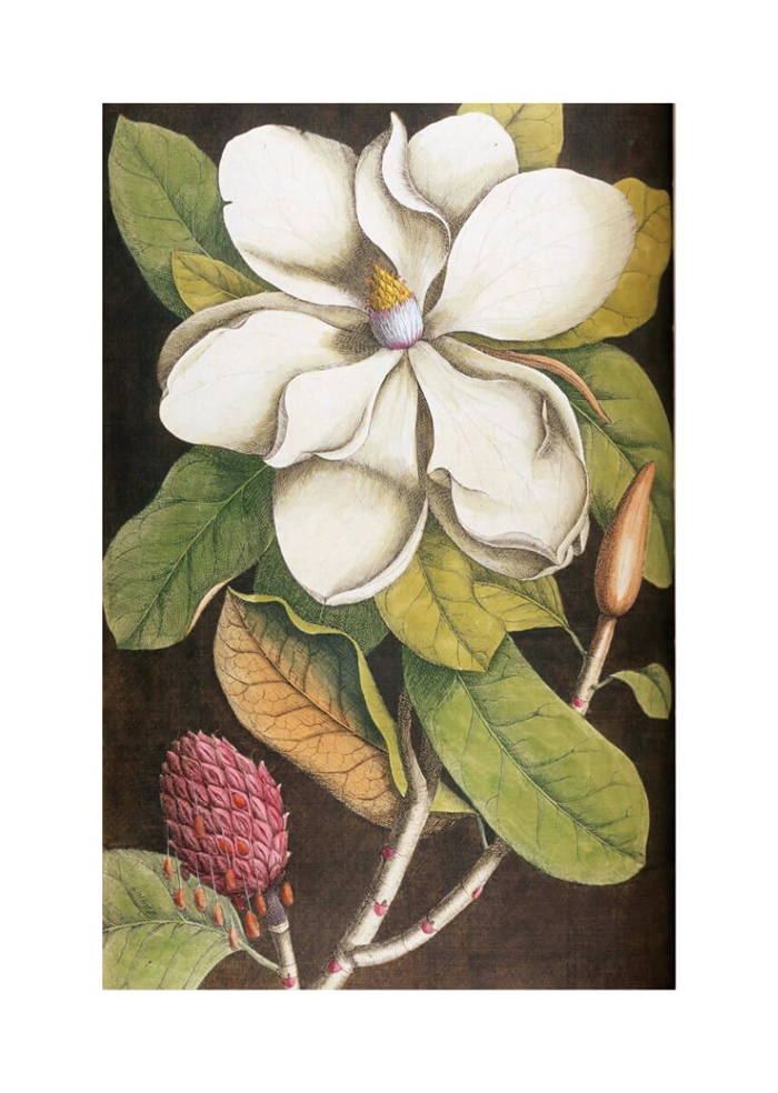 Blume