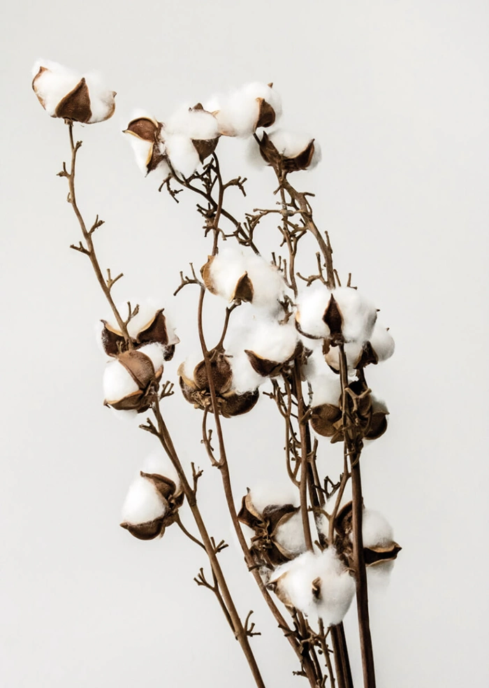 Cotton