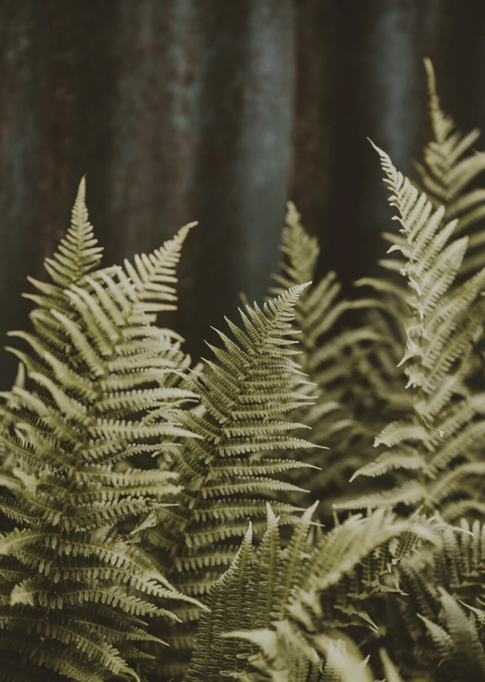 In the forest