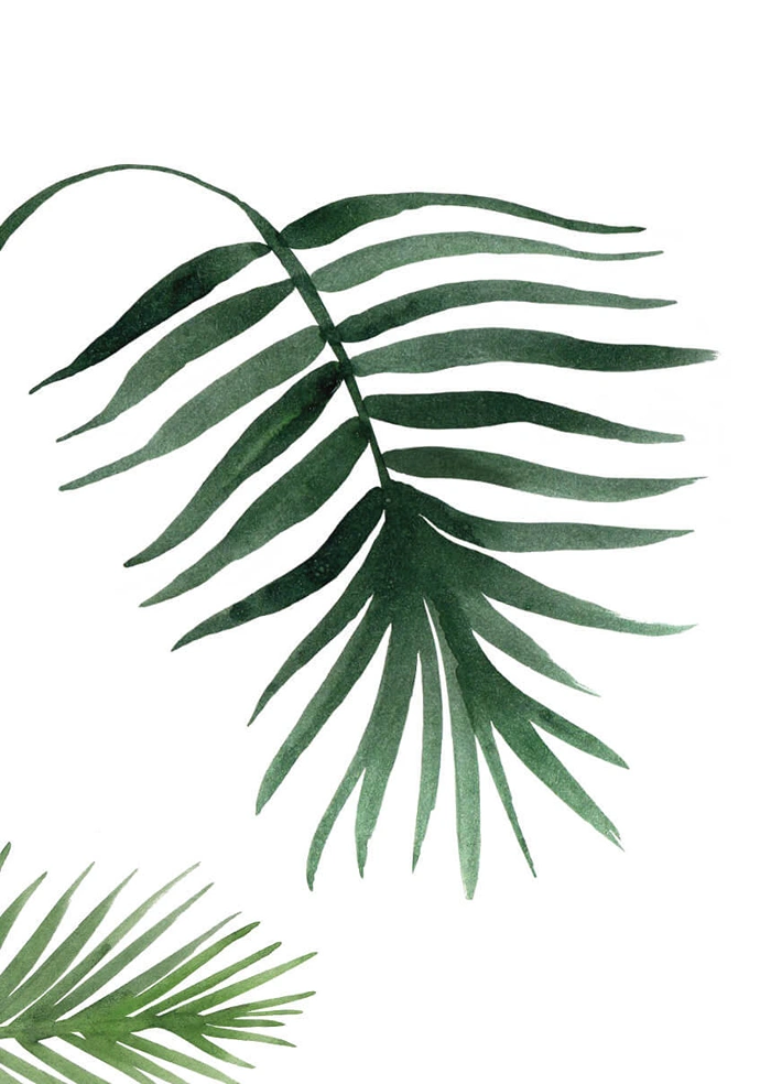 Palme
