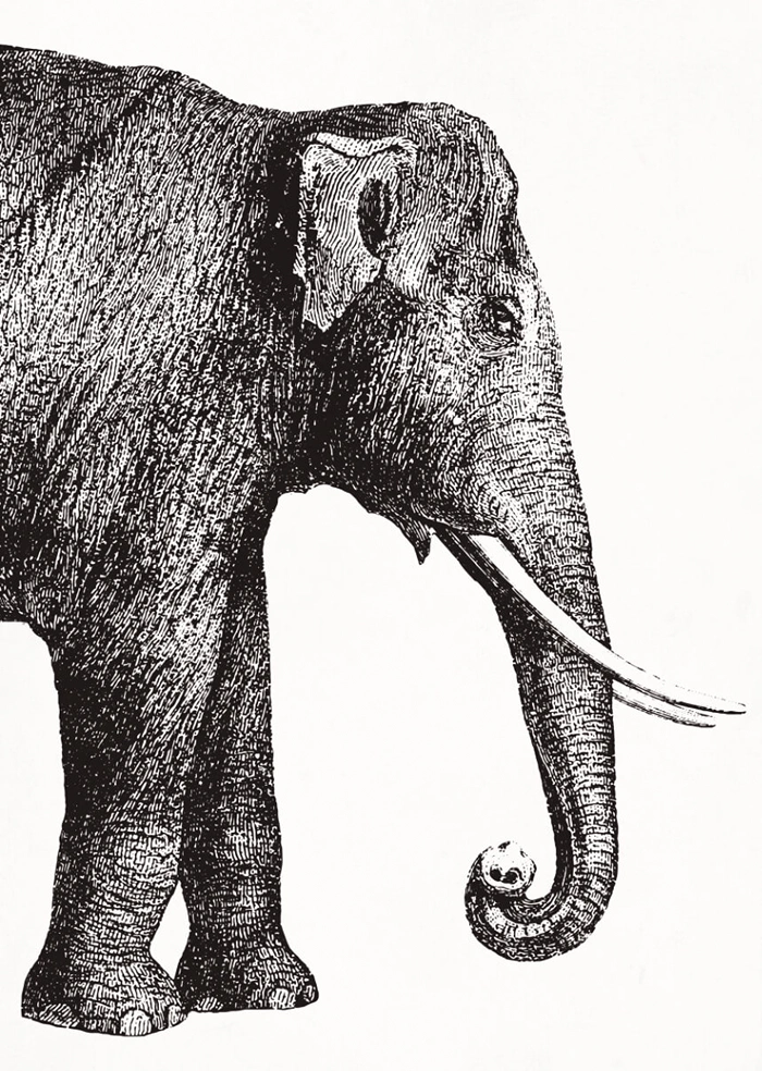 Elefant