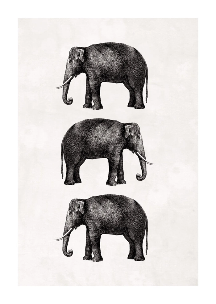Elephants