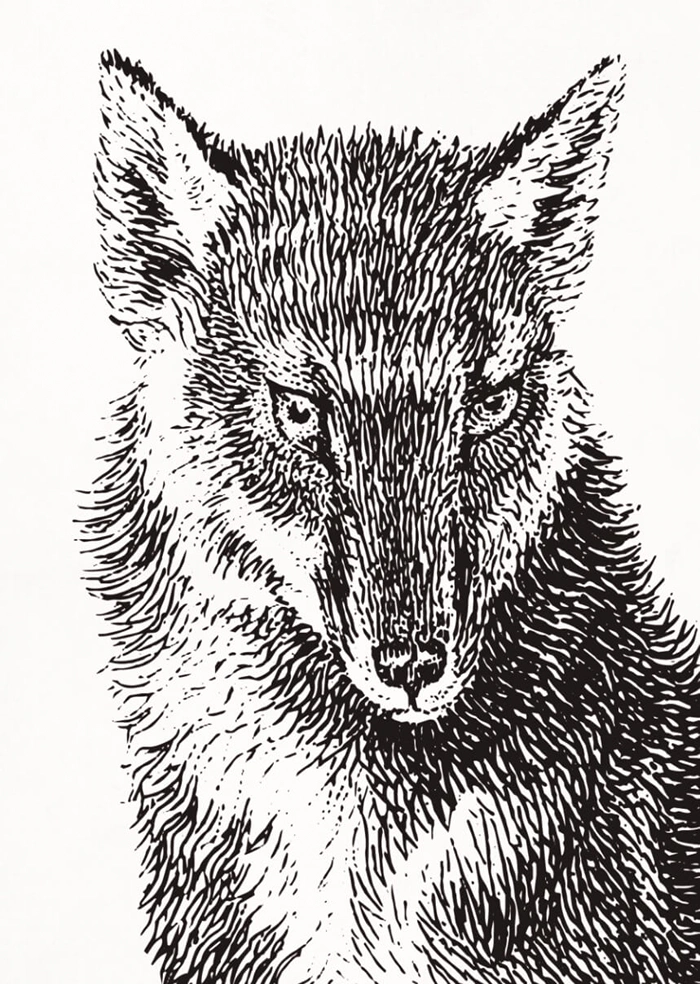 Wolf
