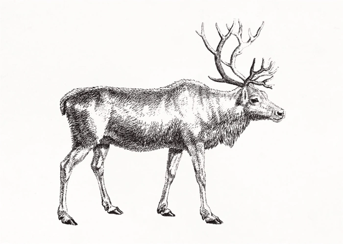 Hirsch