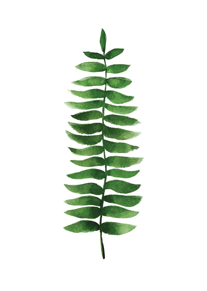 Fern
