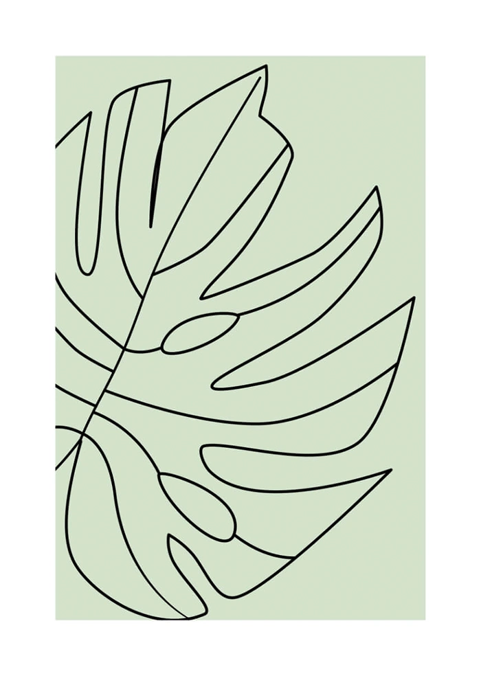Monstera -> Monstera