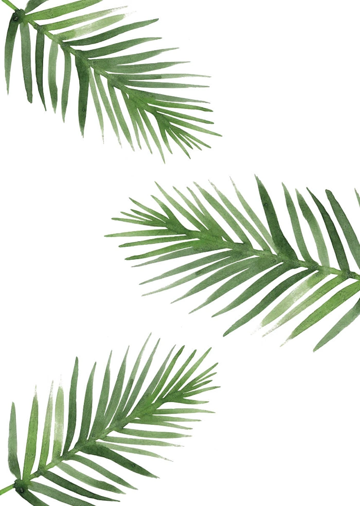 Coral fern
