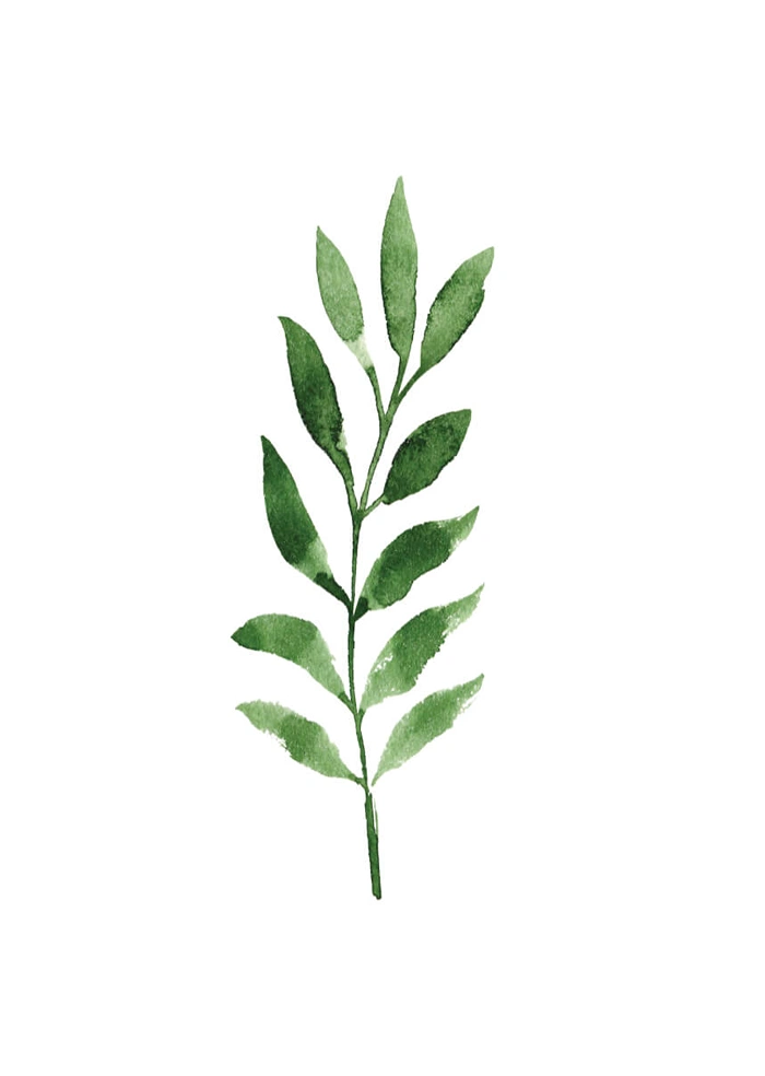 Olive branch