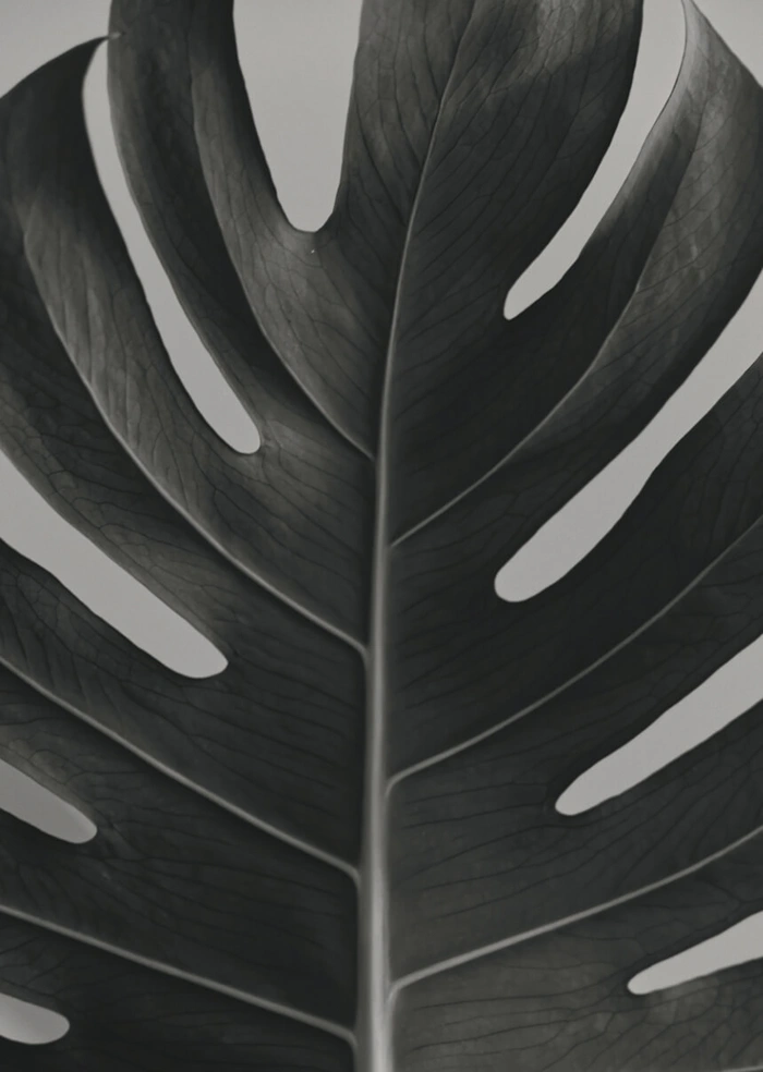 Monstera