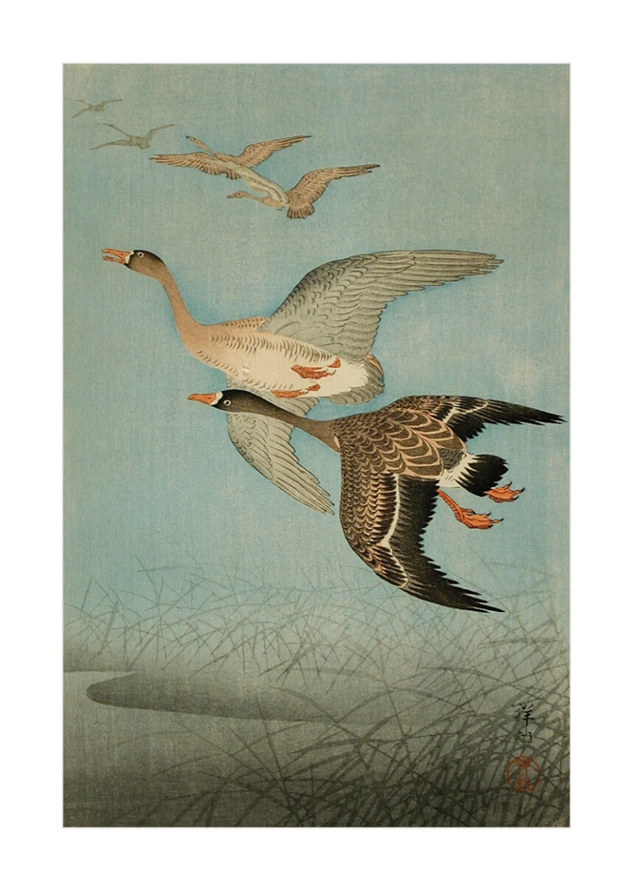 Fliegende Gänse