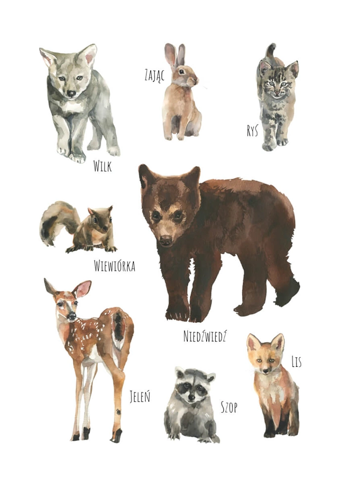 Forest animals