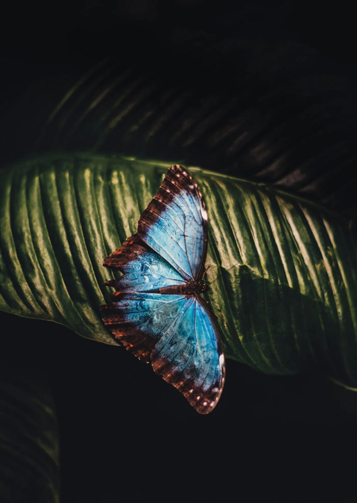Schmetterling