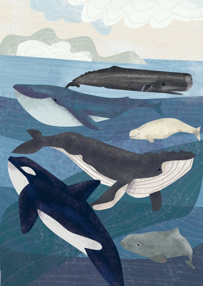 Whale
