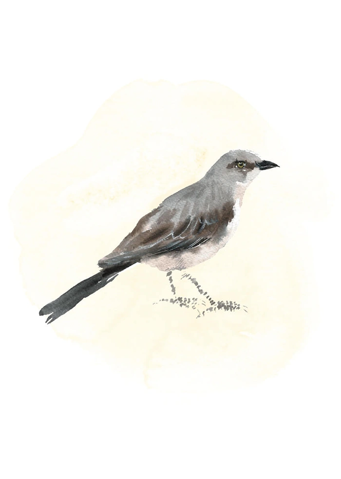 Bird