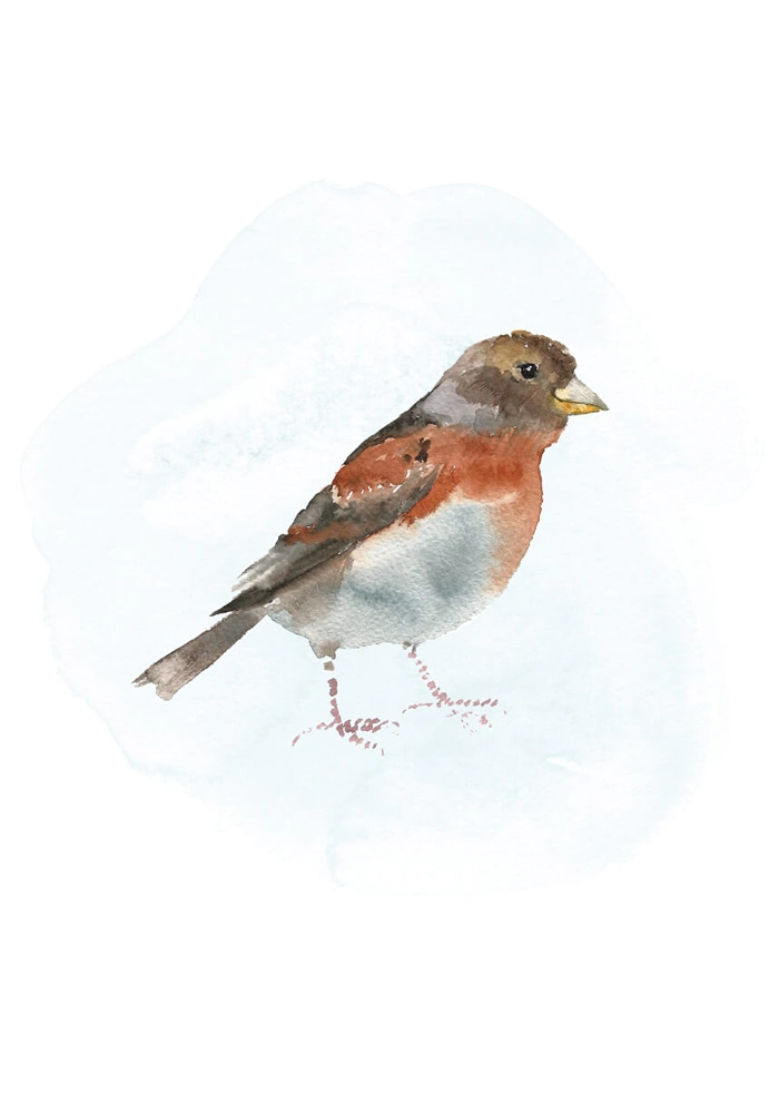 Bird