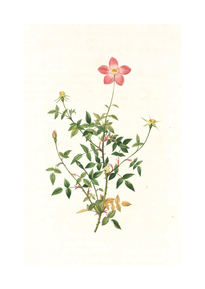 Rosa indica pumila