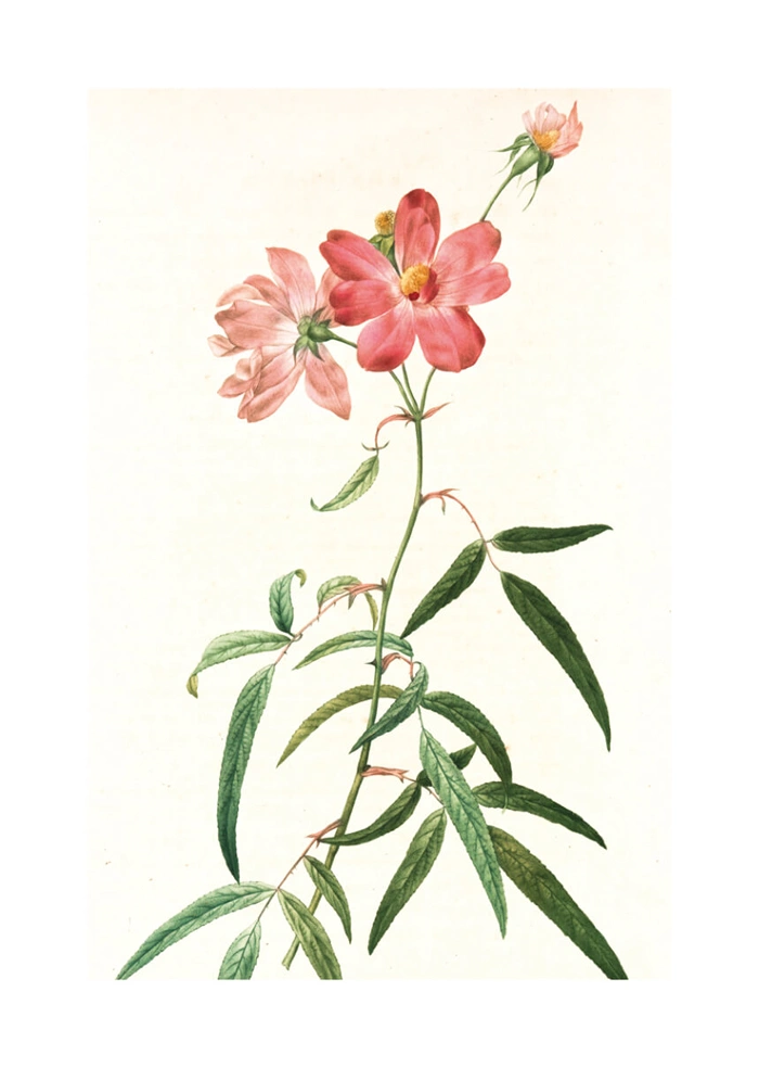 Rosa Longifolia