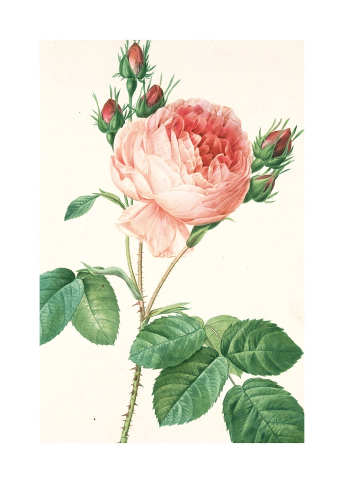 Rosa muscosa multiplex