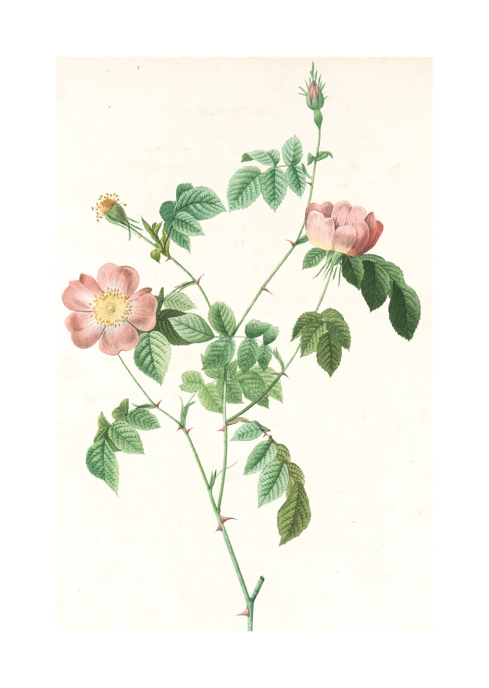 Rosa foetida