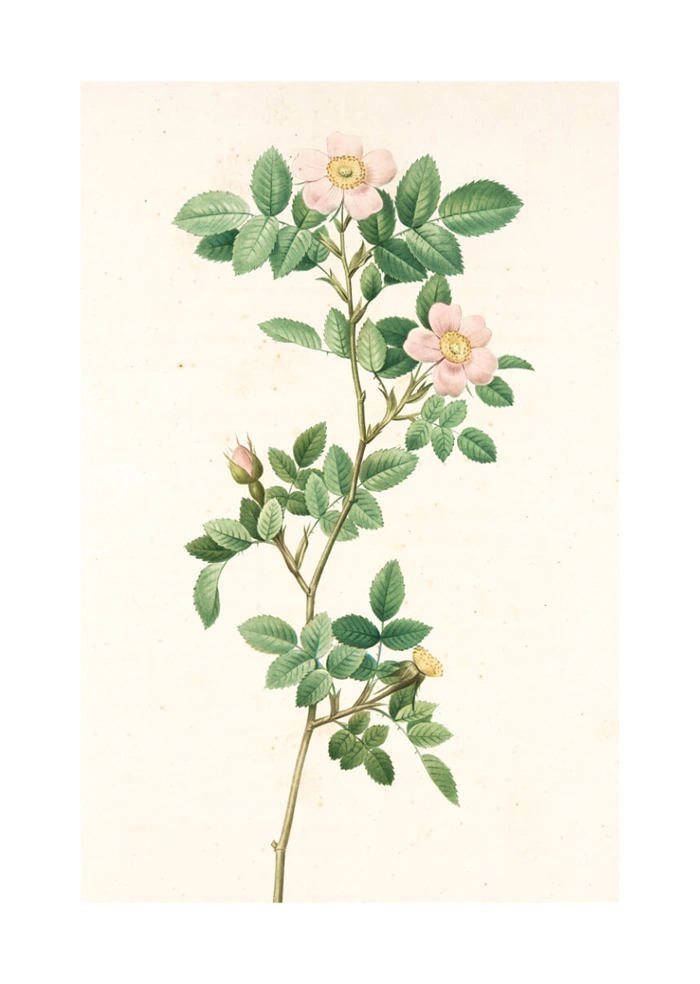 Rosa montezuma