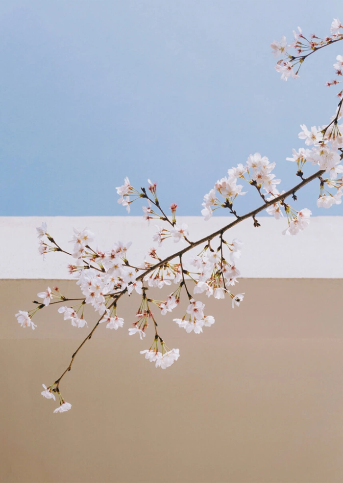 Blossom