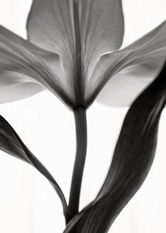 Lily flower