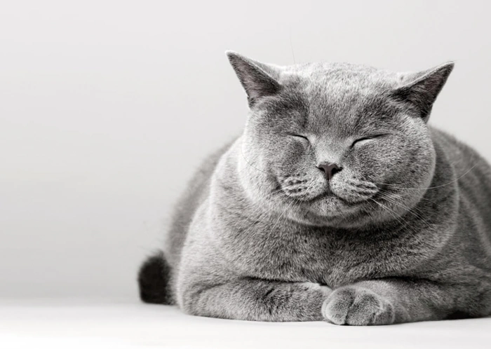 Schlafende Katze