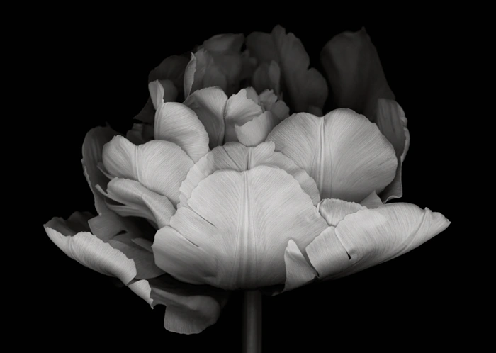 Black tulip