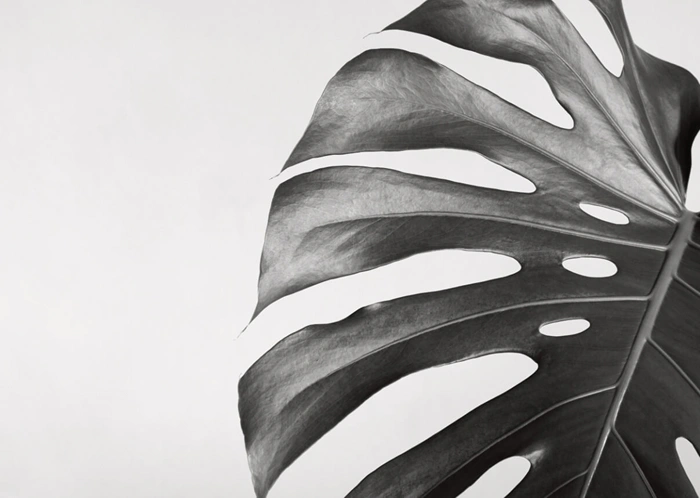 Monstera