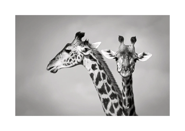 Giraffen