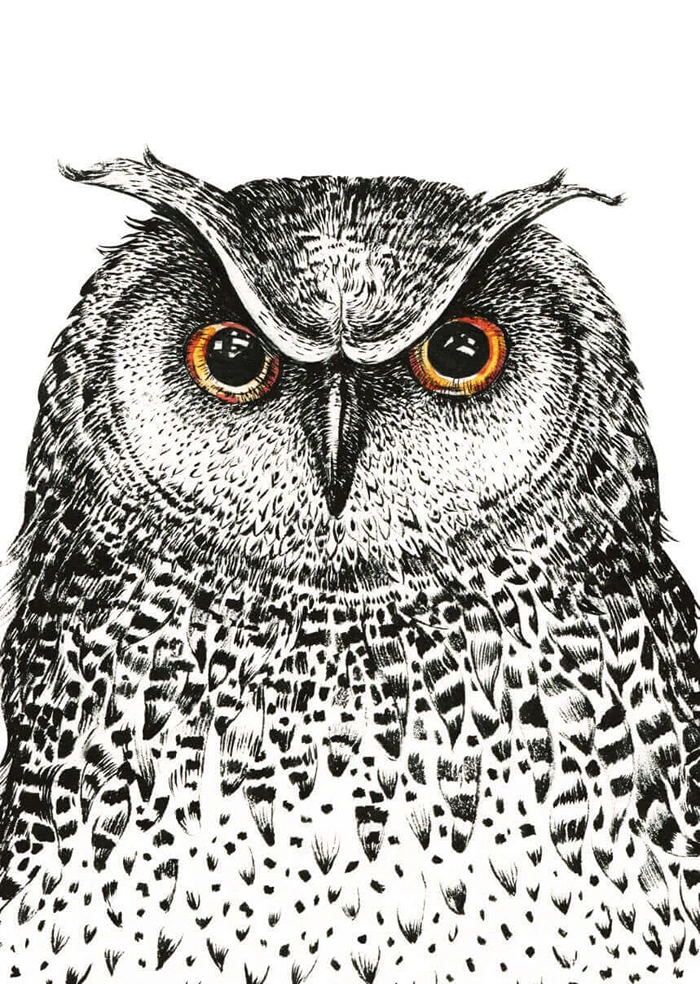 Owl
