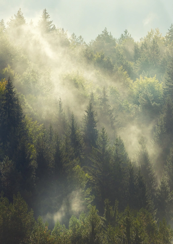 Nebel