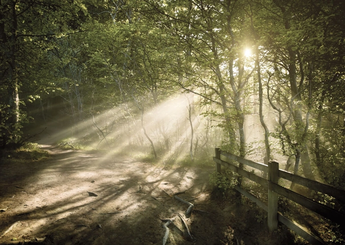 Im Wald