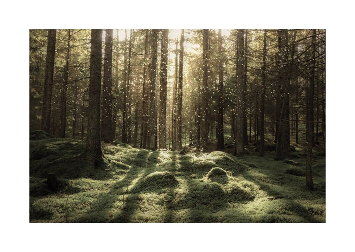 Verzauberter Wald