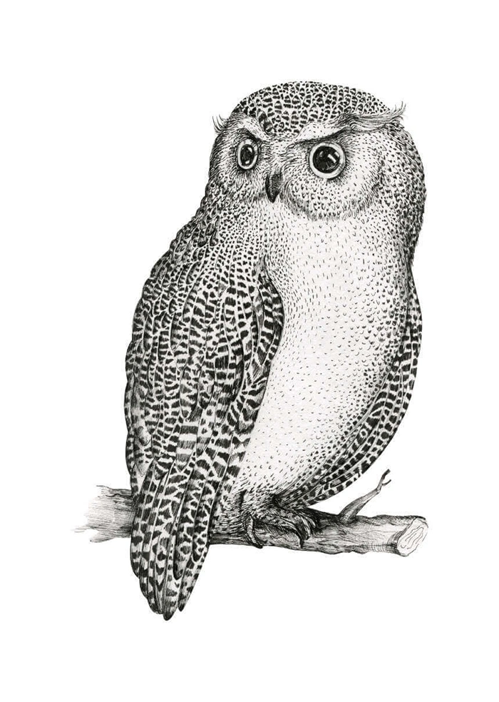 Owl on a branch