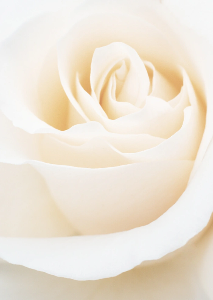 Rosen
