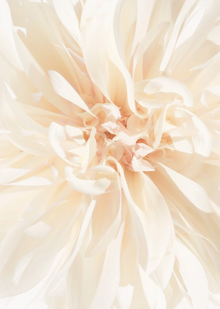 Blume