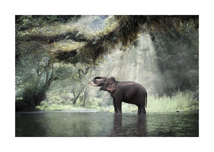 Elefant