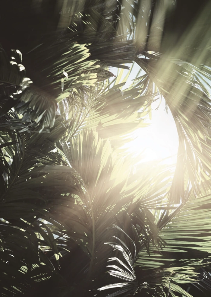 Jungle