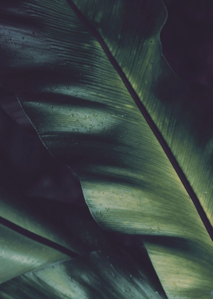 Leaf