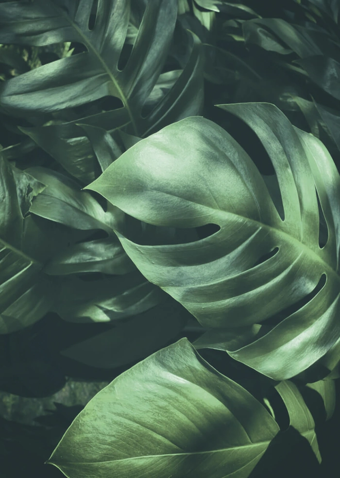 Jungle