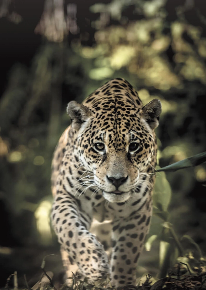 Jaguar