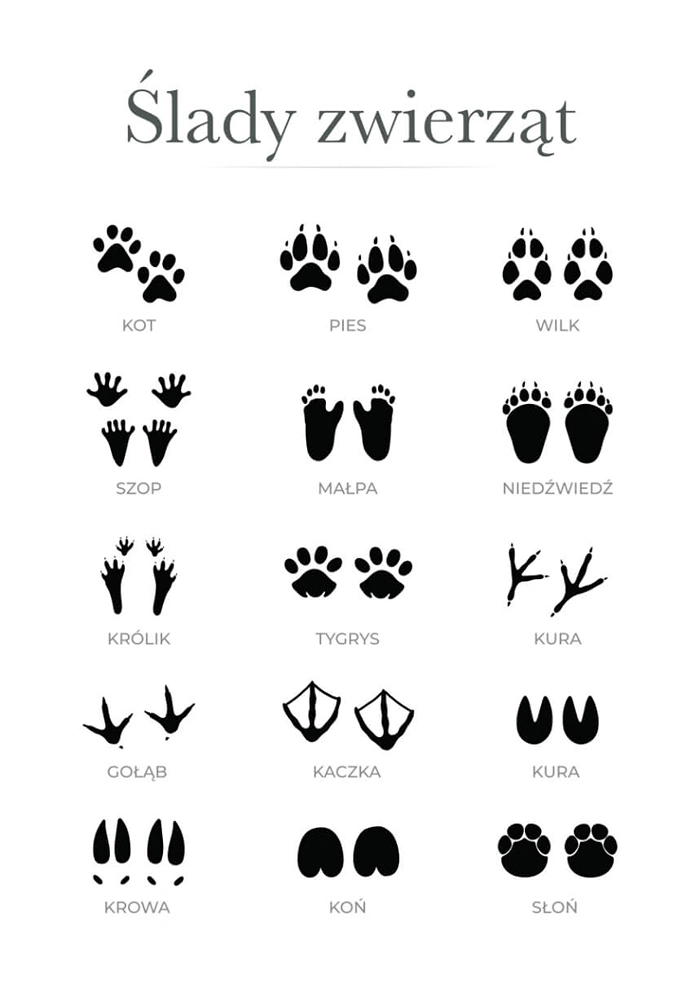 Animal tracks
