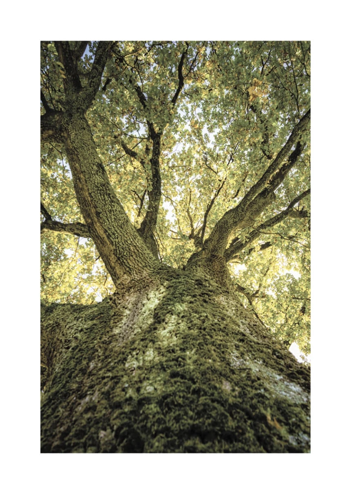 Baum
