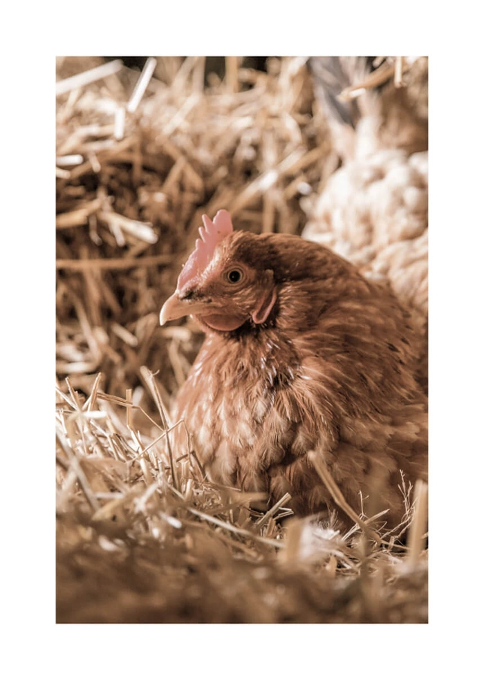 Hen