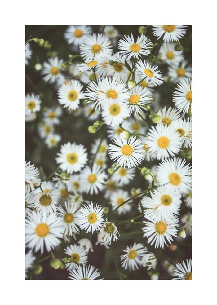 Blumen