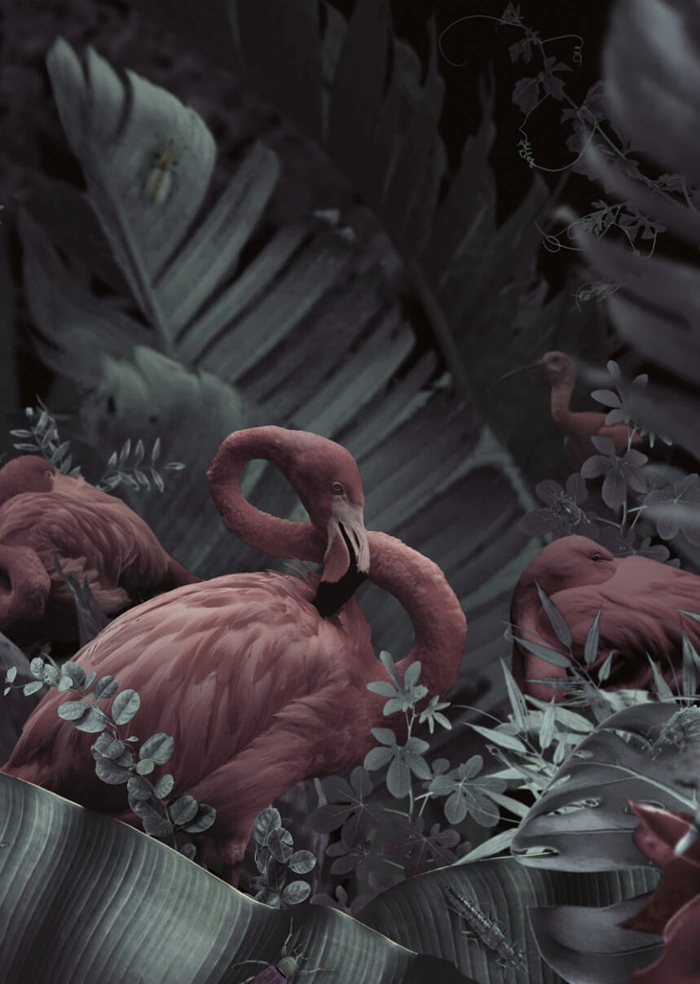 Flamingos