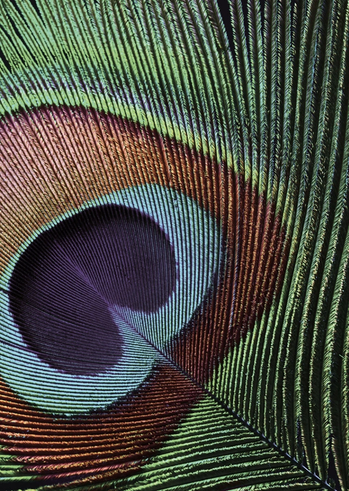 Pfauenauge